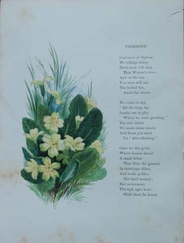 Birket Foster - Hand coloured engraving of Primrose 1863