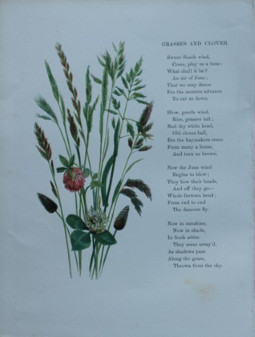 Birket Foster - Hand coloured engraving of Grasses and Clover 1863