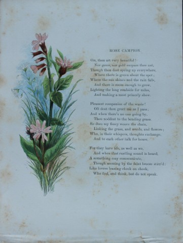 Birket Foster - Hand coloured engraving of Rose Campion 1863
