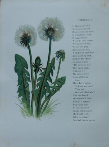 Birket Foster - Hand coloured engraving of Dandelion 1863