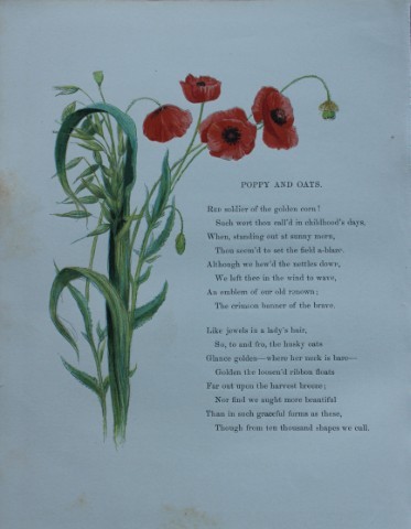Birket Foster - Hand coloured engraving of Poppy and Oats 1863