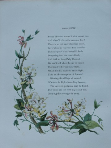 Birket Foster - Hand coloured engraving of Woodbine 1863