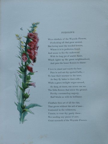 Birket Foster - Hand coloured engraving of Foxglove 1863
