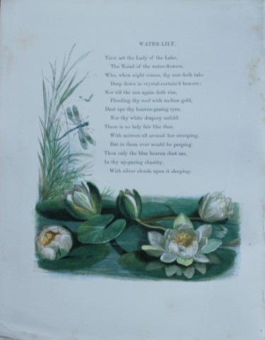 Birket Foster - Hand coloured engraving of Water Lily 1863