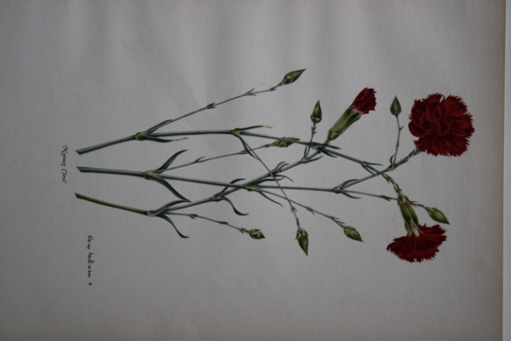 Rory McEwen - Lithograph of Nutmeg Clove Carnation 1955