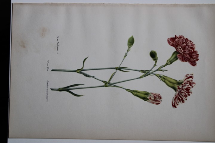 Rory McEwen - Lithograph of Peter Pan Carnation 1955