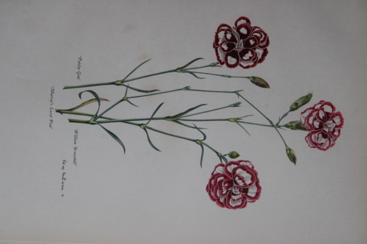 Rory McEwen - Lithograph of Old Carnations 1955