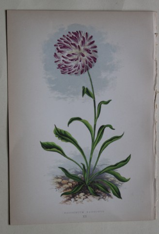 Alpine Plant engravings by AF Lydon & B Fawcett 1872
