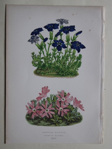 Alpine Plant engravings by AF Lydon & B Fawcett 1872
