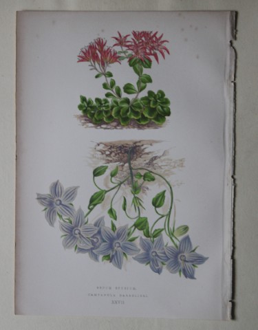 Alpine Plant engravings by AF Lydon & B Fawcett 1872