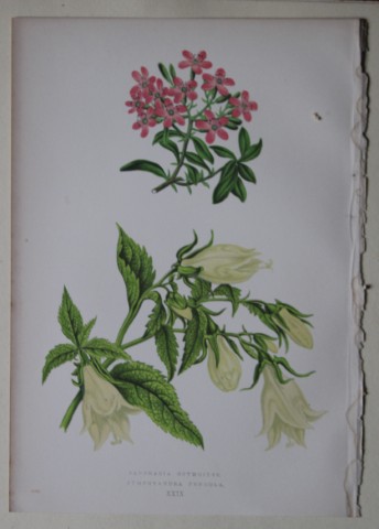 Alpine Plant engravings by AF Lydon & B Fawcett 1872