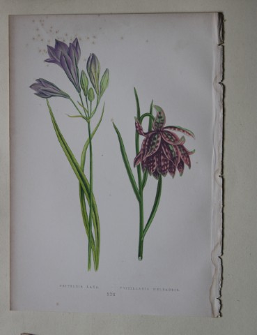 Alpine Plant engravings by AF Lydon & B Fawcett 1872