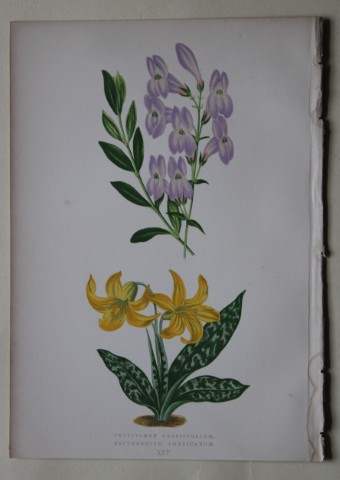 Alpine Plant engravings by AF Lydon & B Fawcett 1872