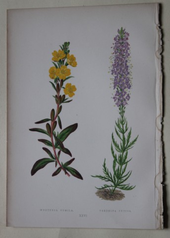 Alpine Plant engravings by AF Lydon & B Fawcett 1872