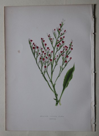 Alpine Plant engravings by AF Lydon & B Fawcett 1872