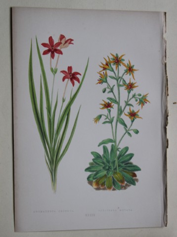 Alpine Plant engravings by AF Lydon & B Fawcett 1872