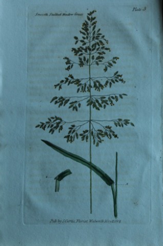 British Grasses by William Curtis 1824