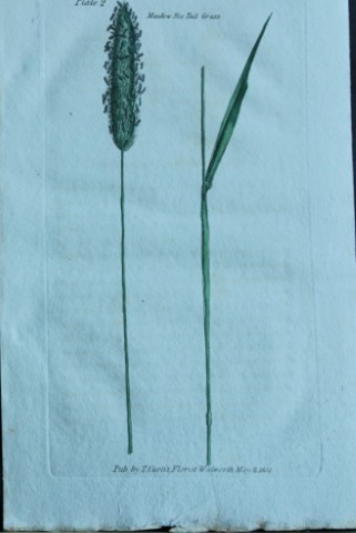 British Grasses by William Curtis 1824