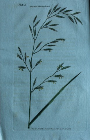 British Grasses by William Curtis 1824