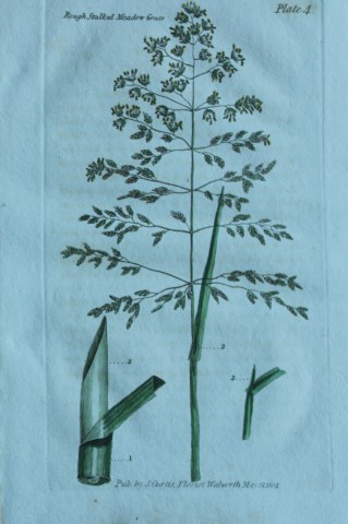 British Grasses by William Curtis 1824