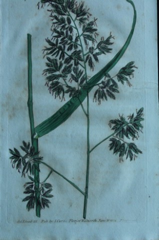 British Grasses by William Curtis 1824