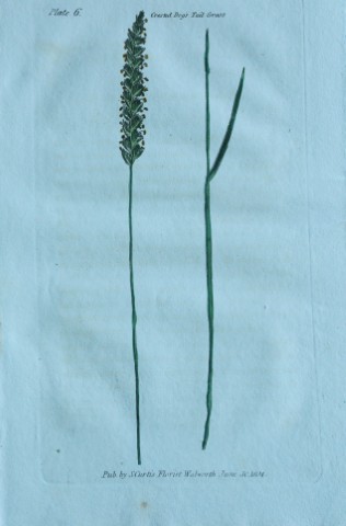 British Grasses by William Curtis 1824