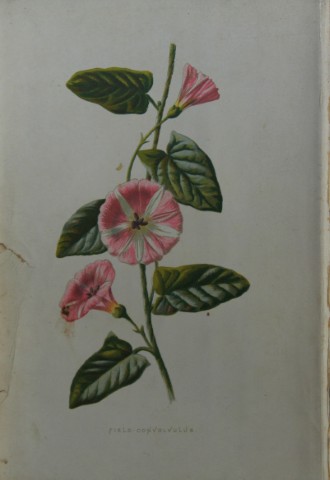 Shirley Hibberd -  Field Convolvulus 1877