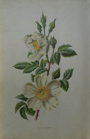 Shirley Hibberd -  Field Rose 1877