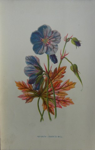Shirley Hibberd -  Meadow Cranesbill 1877