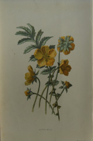 Shirley Hibberd -  Silver Weed 1877