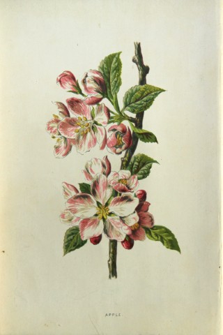 Shirley Hibberd -  Apple 1877