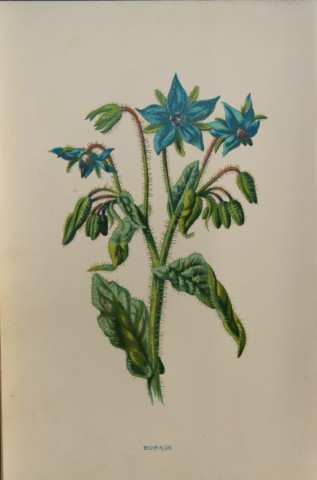 Shirley Hibberd -  Borage 1877