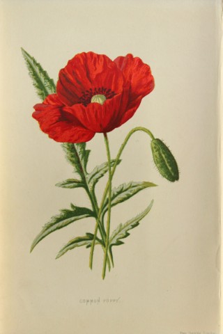 Shirley Hibberd -  Poppy 1877