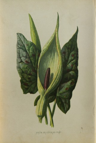 Shirley Hibberd - Cuckoo Pint  1877