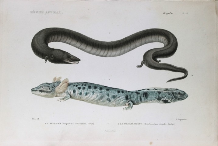 Cuvier - Engraving of Three-toed amphiuma and Menobranchus 1836