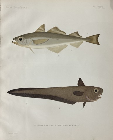 Wilhelm von Wright - Beautiful lithograph of Scandinavian Fishes 1892