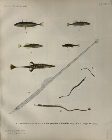 Wilhelm von Wright - Beautiful lithograph of Scandinavian Fishes 1892