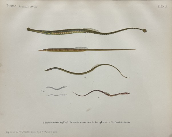 Wilhelm von Wright - Beautiful lithograph of Scandinavian Fishes 1892