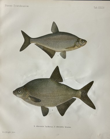 Wilhelm von Wright - Beautiful lithograph of Scandinavian Fishes 1892