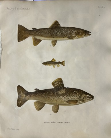 Wilhelm von Wright - Beautiful lithograph of Scandinavian Fishes 1892