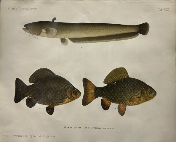 Wilhelm von Wright - Beautiful lithograph of Scandinavian Fishes 1892