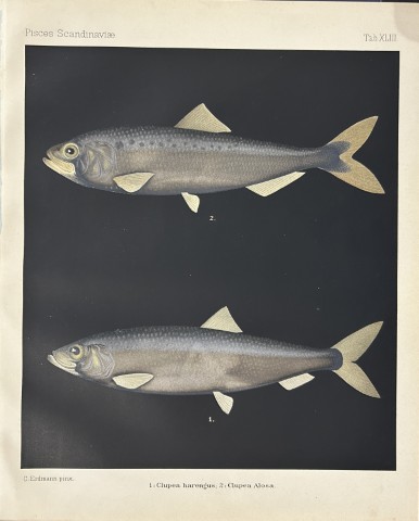 Wilhelm von Wright - Beautiful lithograph of Scandinavian Fishes 1892