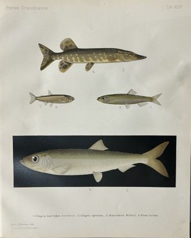 Wilhelm von Wright - Beautiful lithograph of Scandinavian Fishes 1892
