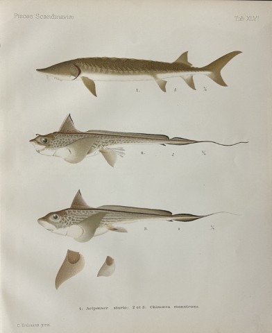 Wilhelm von Wright - Beautiful lithograph of Scandinavian Fishes 1892