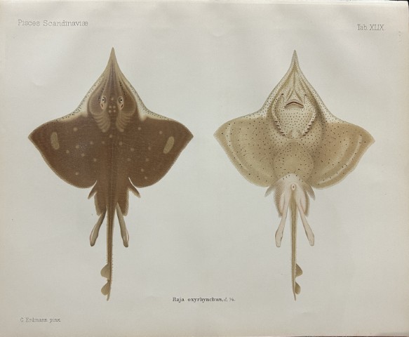 Wilhelm von Wright - Beautiful lithograph of Scandinavian Fishes 1892