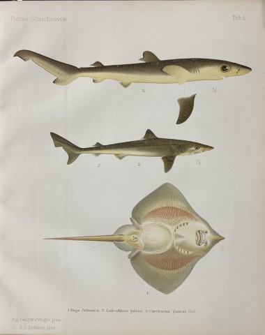 Wilhelm von Wright - Beautiful lithograph of Scandinavian Fishes 1892