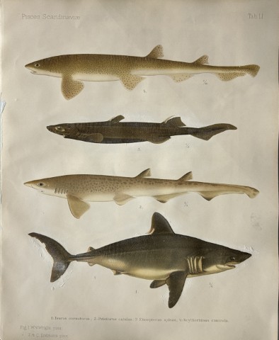 Wilhelm von Wright - Beautiful lithograph of Scandinavian Fishes 1892