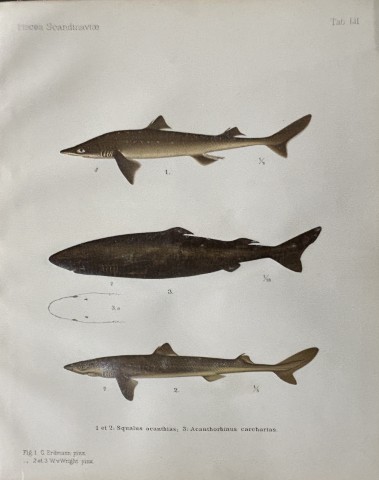 Wilhelm von Wright - Beautiful lithograph of Scandinavian Fishes 1892