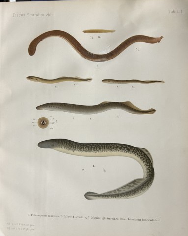 Wilhelm von Wright - Beautiful lithograph of Scandinavian Fishes 1892