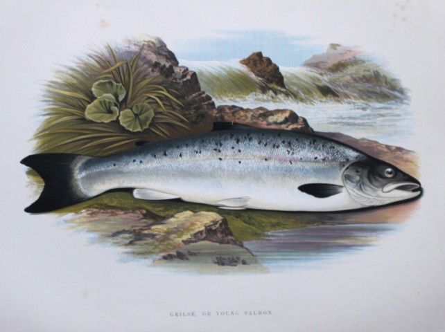 Rev Houghton - Grilse or Young Salmon 1895